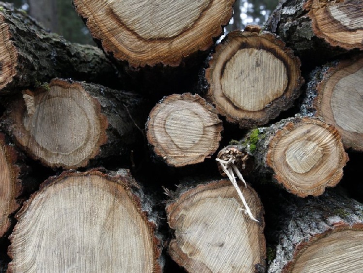 Greenpeace: w niektórych lasach zagrożonych kornikiem można stosować wycinkę