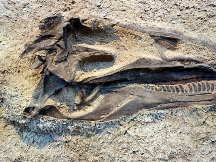 W woj. łódzkim odkryto szczątki żółwia morskiego sprzed 148 mln lat