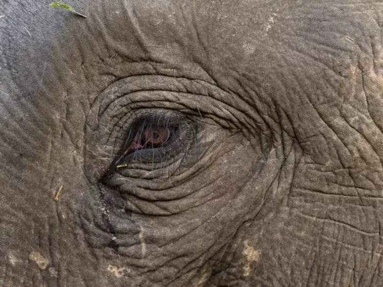 Słoń „na szczęście”
