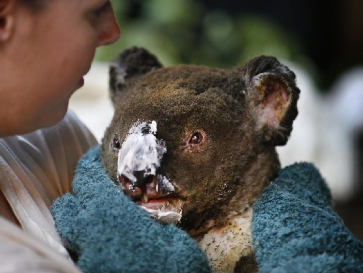 Australia płonie, Polska wysycha – katastrofa klimatyczna dzieje się na naszych oczach