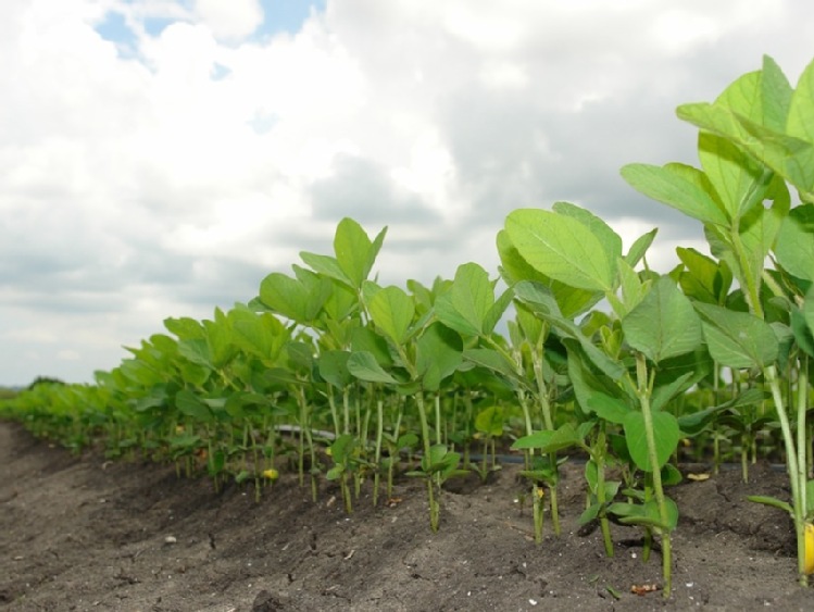 Projekt ustawy: pasze GMO będzie można stosować jeszcze przez dwa lata