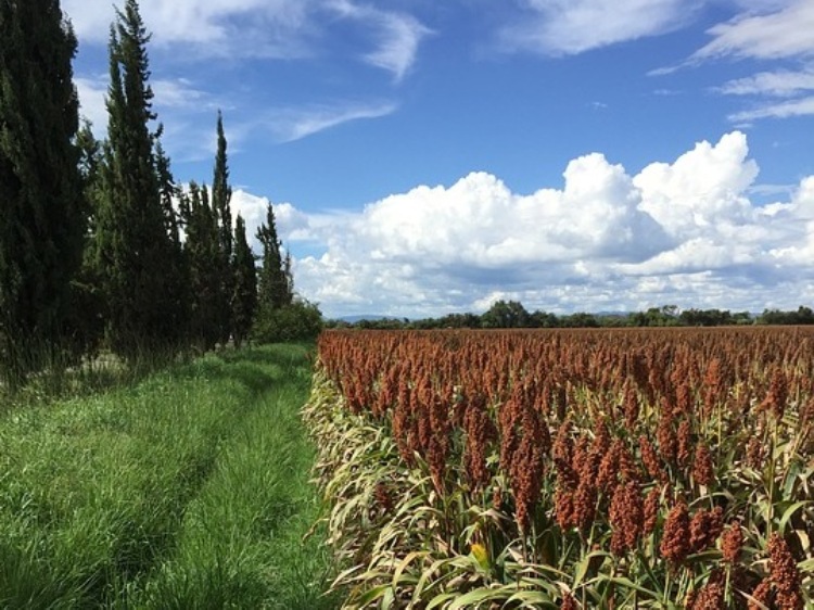 Chiny wszczęły dochodzenie antydumpingowe ws. amerykańskiego sorgo