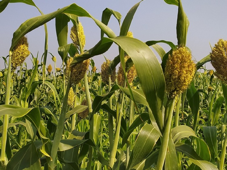 Sorgo roślina odporna na susze