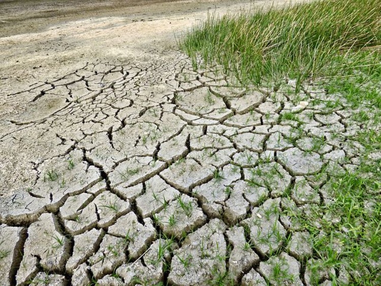 PO: dotychczasowe działania rządu ws suszy są niewystarczające