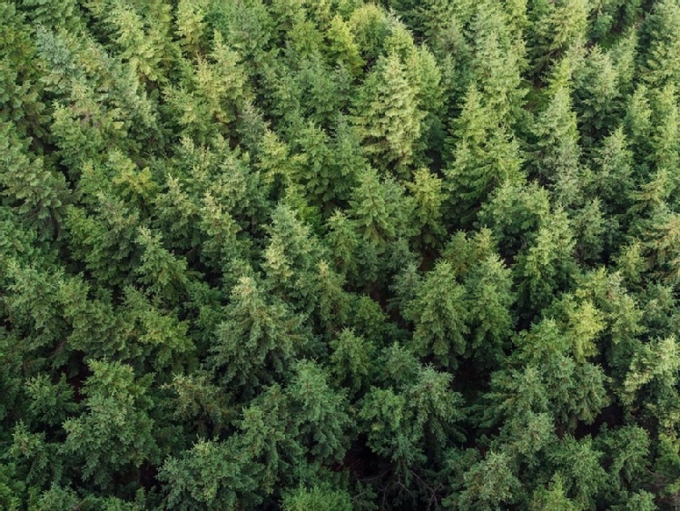 ARiMR zachęca właścicieli lasów do gromadzenia dokumentów niezbędnych do uzyskania pomocy z PROW 2014-2020