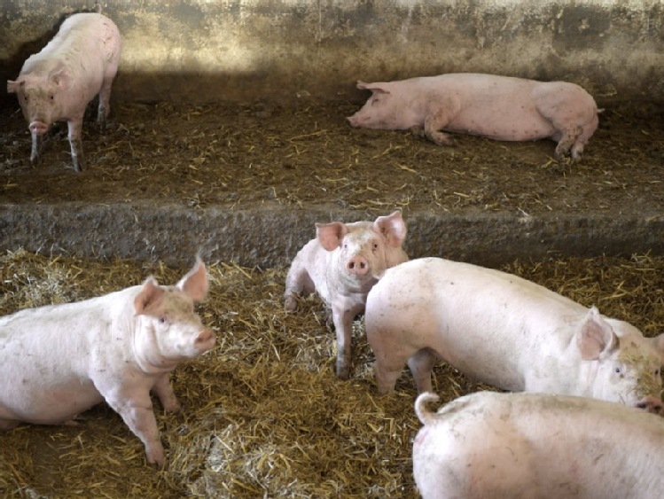 Komisja parlamentu za obowiązkowymi kamerami w ubojniach we Francji