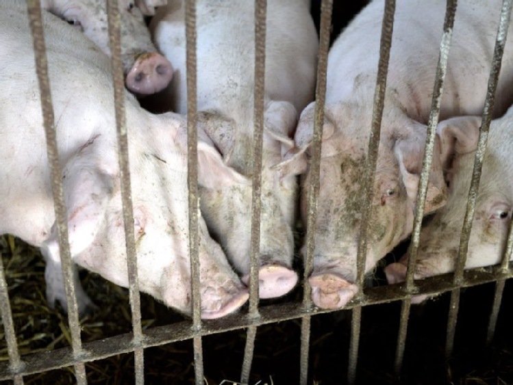 Potrzebne jest wsparcie dla producentów świń w związku z ASF