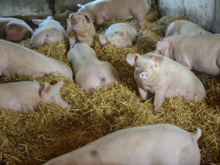 Świat. Organizacja ds. Zdrowia Zwierząt: Polska wolna od klasycznego pomoru świń