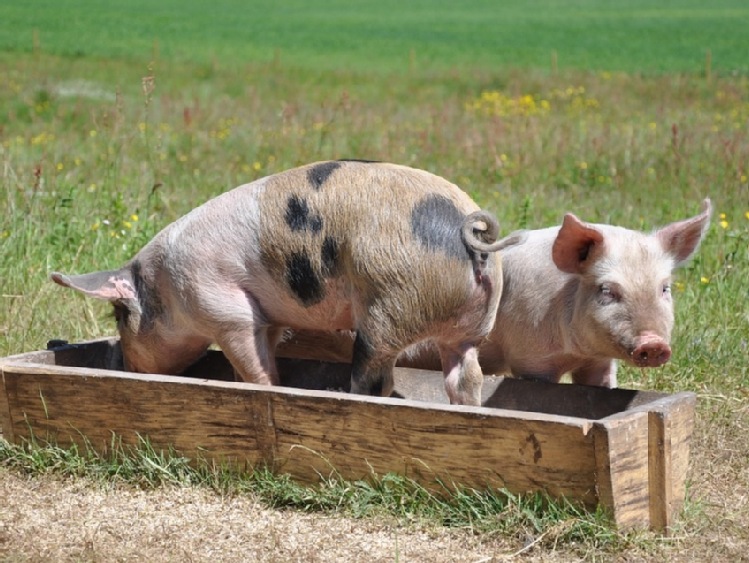 Rusza pomoc dla rolników utrzymujących świnie