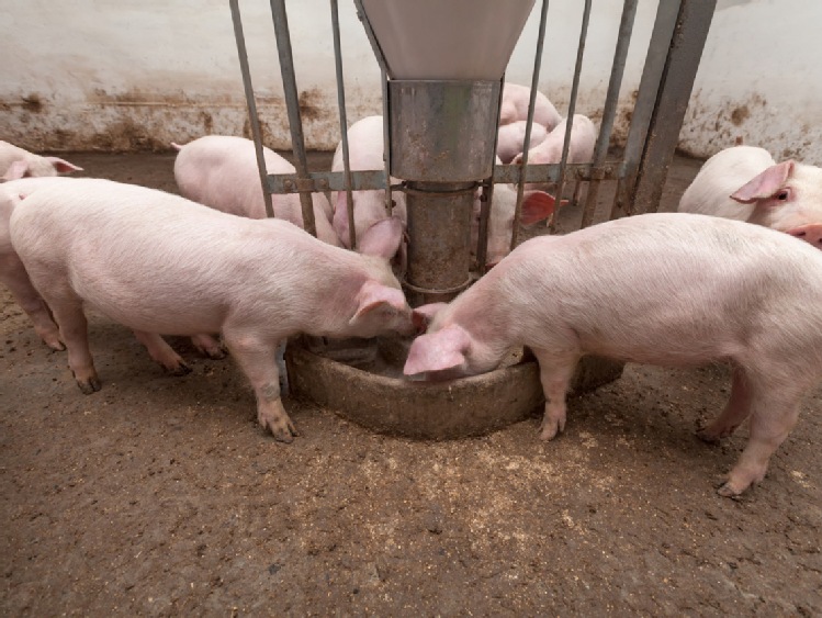 Uproszczenia dla rolników utrzymujących świnie