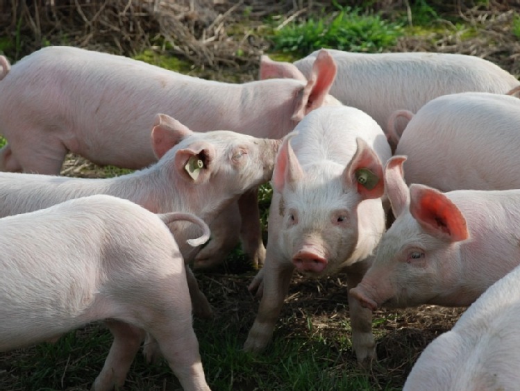 Wniosek o dopłaty za dobrostan zwierząt w przypadku chowu świń na ściółce