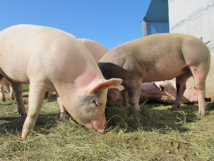 PLW mogą stosować wszystkie obowiązujące do tej pory zasady dotyczące przemieszczeń świń