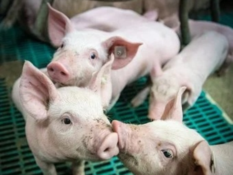 Termin na składanie przez producentów świń wniosków o pomoc na wyrównanie utraconych dochodów w związku z ASF wydłużony do 21 grudnia