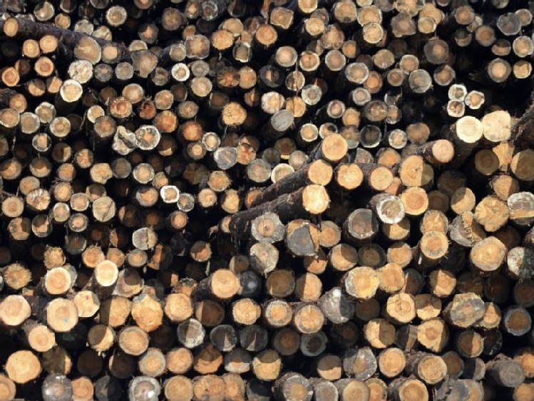 Podkarpackie: leśnicy sprzedadzą w tym roku ok. tysiąca metrów sześciennych drewna