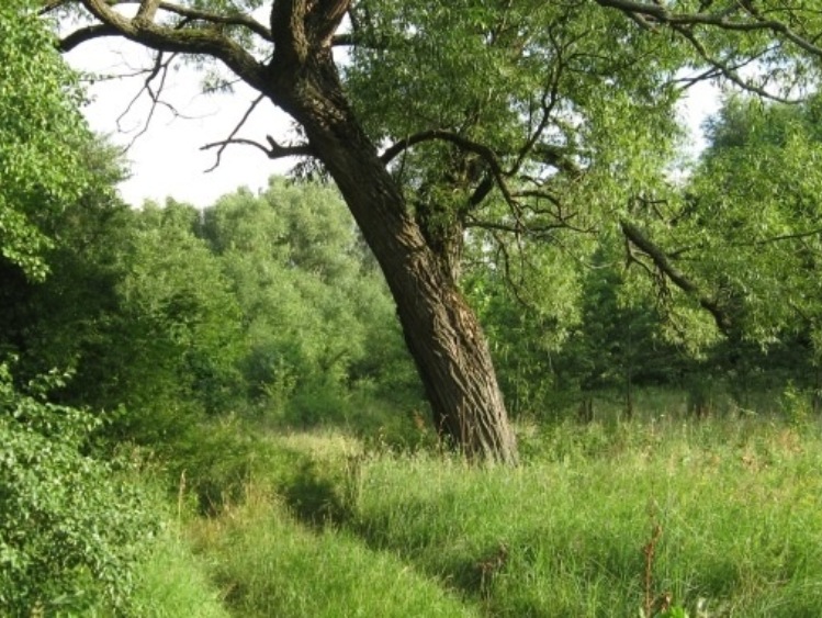 Konsultacje w zakresie zazielenienia