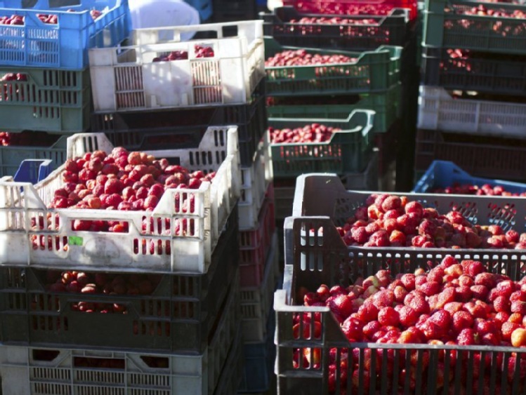 Rozpoczął się skup truskawek; według rolników ceny są za niskie