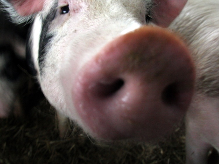 Ukraina/ Zakaz importu świń i wieprzowiny z Mazowsza i Lubelszczyzny