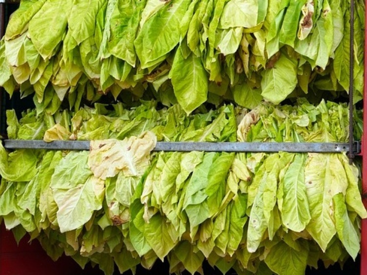 KOWR: Informacje dla producentów surowca tytoniowego