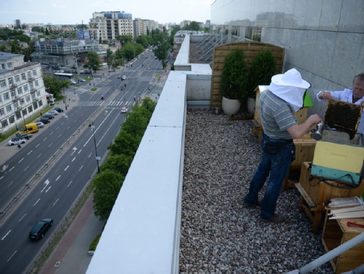 Miejskie pszczoły dają dużo miodu wysokiej jakości