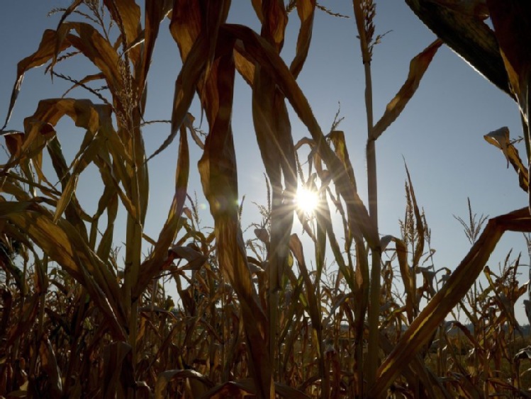 Lubuskie/ Rolnicy domagają się pomocy za straty w uprawach kukurydzy i buraków cukrowych