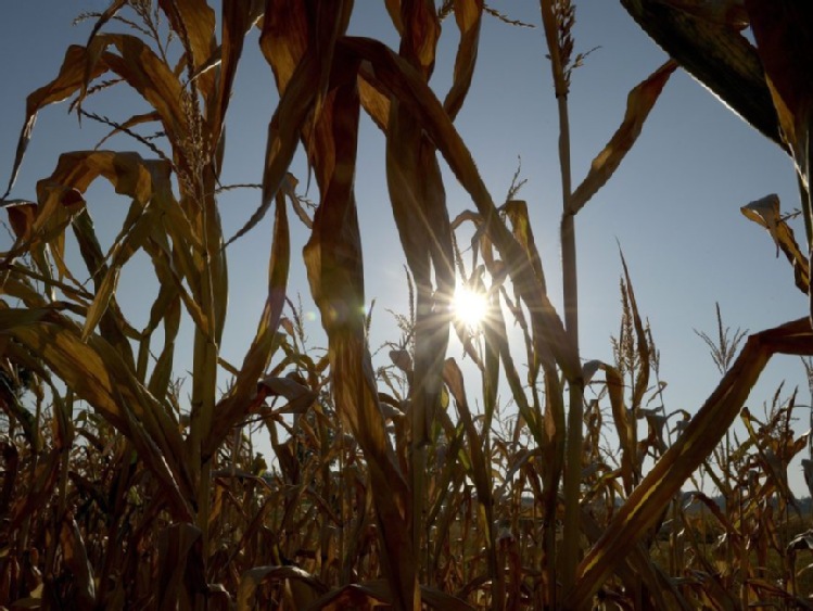 Sipiera: na Mazowszu 145 tys. ha dotkniętych suszą