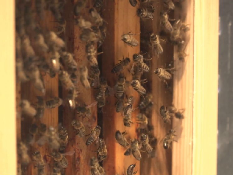 Innowacyjne technologie pomogą uratować pszczoły. Będą monitorować ule i stan zdrowia owadów, zapobiegną też kradzieżom i usprawnią hodowlę