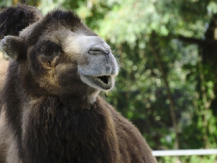 Arabia Saudyjska/ Botoks powodem dyskwalifikacji wielbłądów z "konkursu piękności"