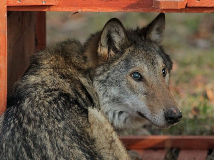 Bieszczady/ Wilk zagryziony przez inne wilki