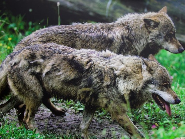 Lubuskie/ Mieszkańcy wsi Mosina obawiają się wilków
