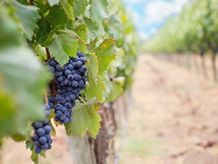 Przyszłość europejskiej uprawy winorośli: co zrobić, by dalej odnosiła sukcesy?