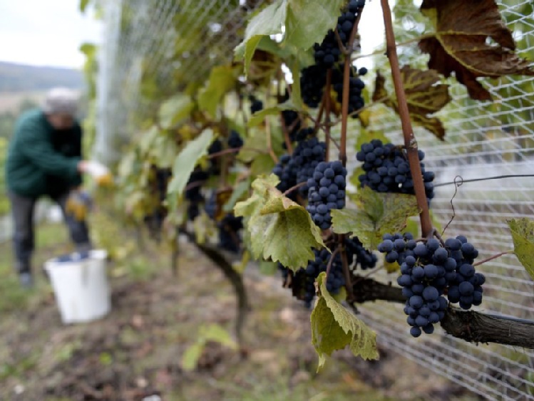 Podkarpacie/ Ekspert: zapowiada się urodzajny rok w uprawie winorośli