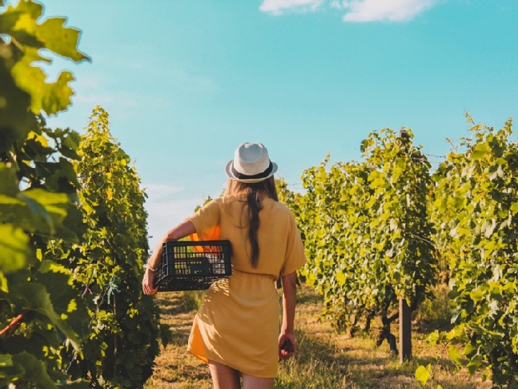 Uwaga producenci i przedsiębiorcy wyrabiający wino