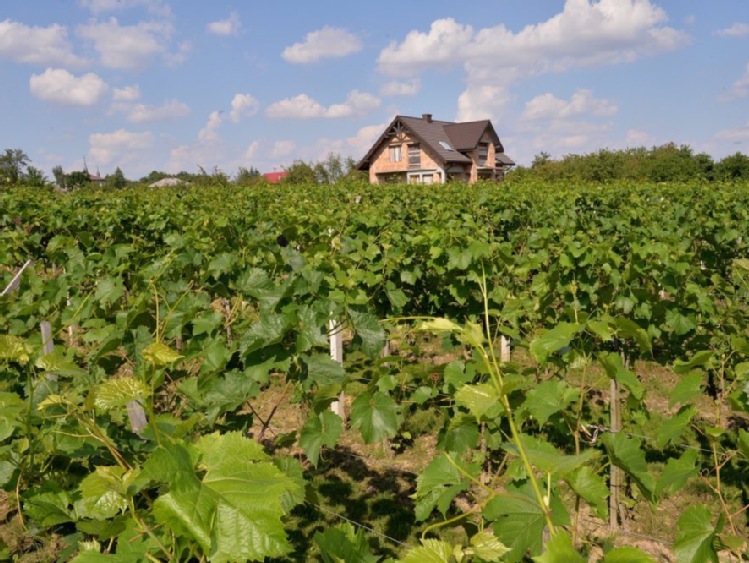 Podkarpackie/ Większość winnic przyjmuje turystów