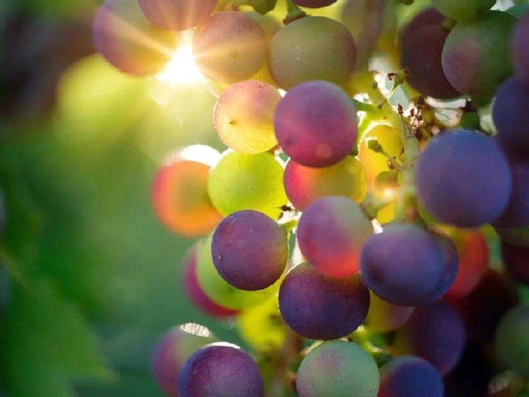 KOWR: od marca nowa ustawa o wyrobach winiarskich