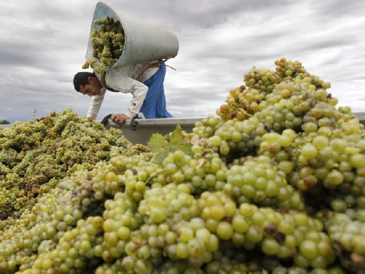 Francja/ Najmniejsze zbiory winogron od ponad pół wieku