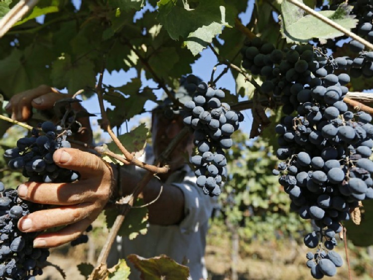 Bułgarskie winnice wyprodukują więcej wina z tegorocznych zbiorów