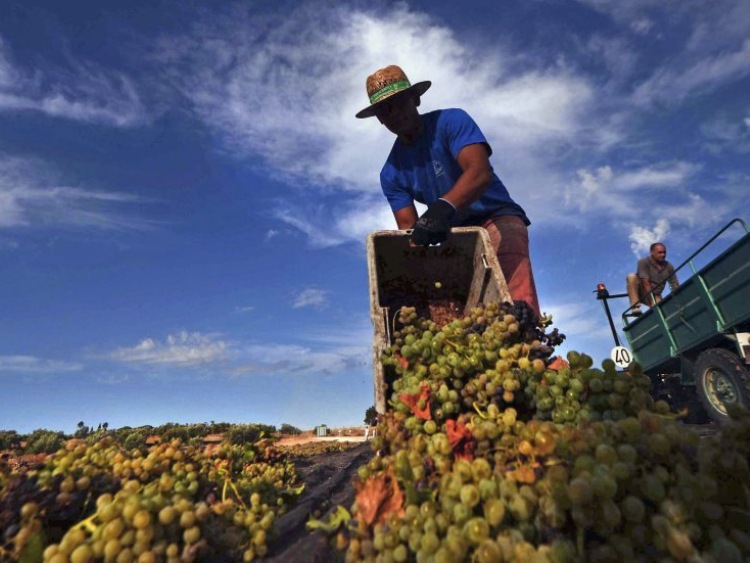 Włochy/Rolnicy: czarny rok dla wina, oliwy i miodu
