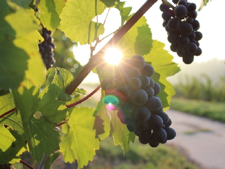 Zezwolenie dla producentów wina na zwiększenie naturalnej objętościowej zawartości alkoholu