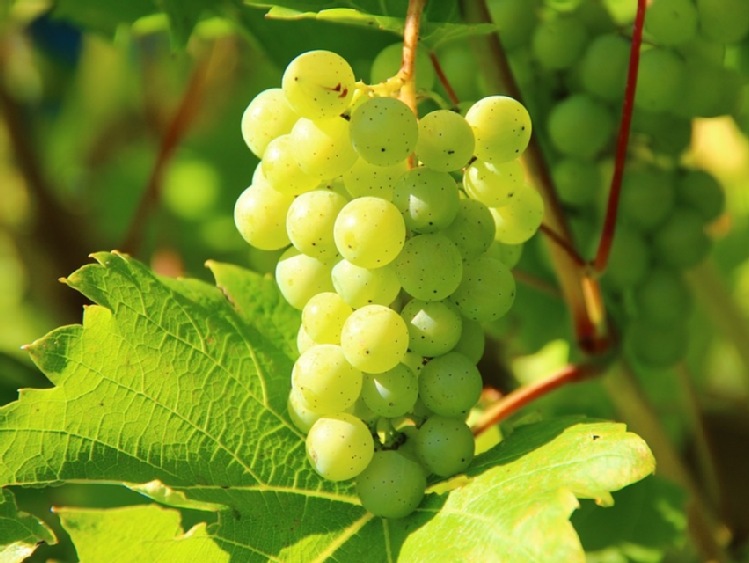 Copa-Cogeca: zbiory winogron w UE będą niższe niż w ubiegłym roku