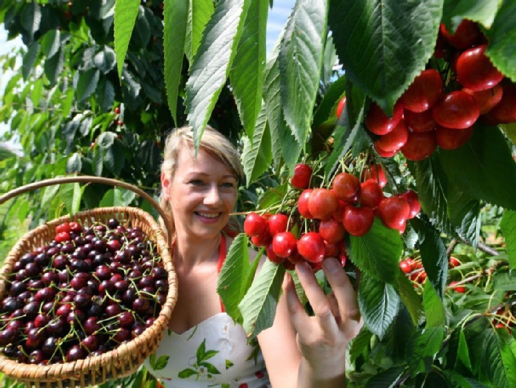 IERiGŻ: nieudany rok dla producentów wiśni