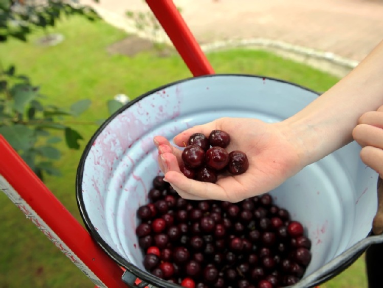 Duży spadek cen skupu wiśni