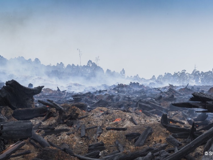 Nowy raport WWF: 3 miliardy zwierząt ucierpiały w wyniku pożaru buszu w Australii