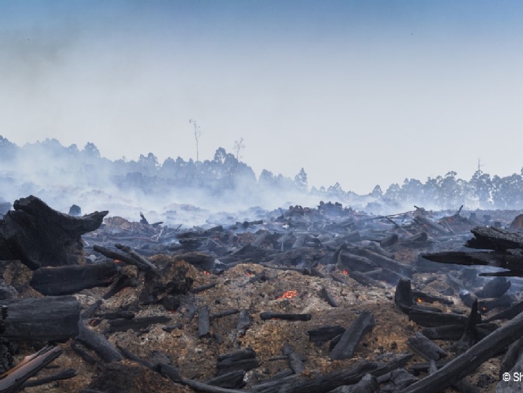 Nowy raport WWF: 3 miliardy zwierząt ucierpiały w wyniku pożaru buszu w Australii