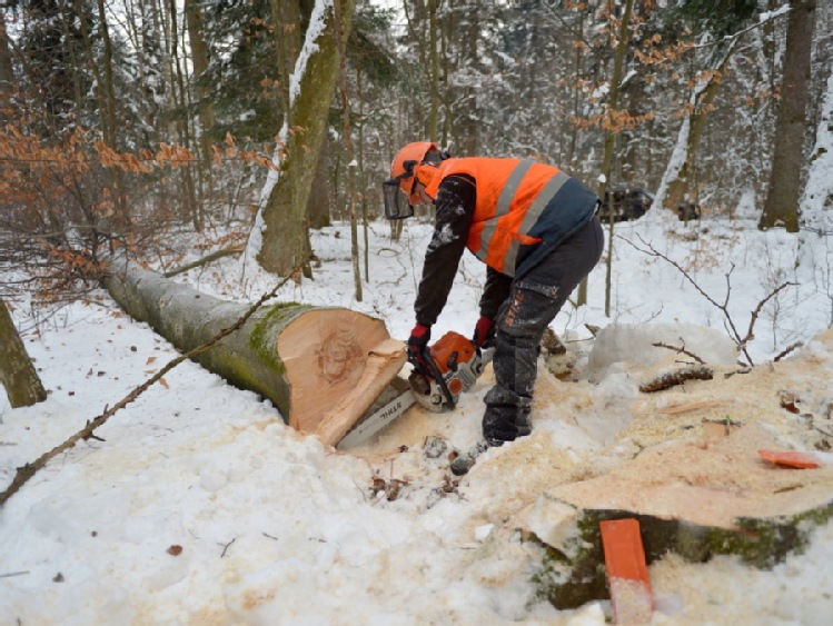 Podkarpackie/ Leśnicy zamierzają sprzedać prawie 2 mln m sześc. drewna