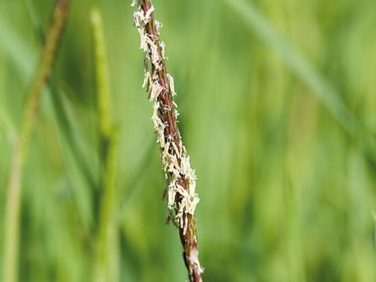 Jesienne zwalczanie niepożądanych traw na plantacjach zbóż