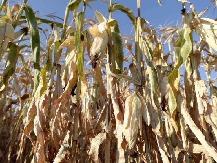 ARiMR: Blisko 100 mln zł trafiło do rolników w ramach rekompensat za straty spowodowane tegoroczną suszą