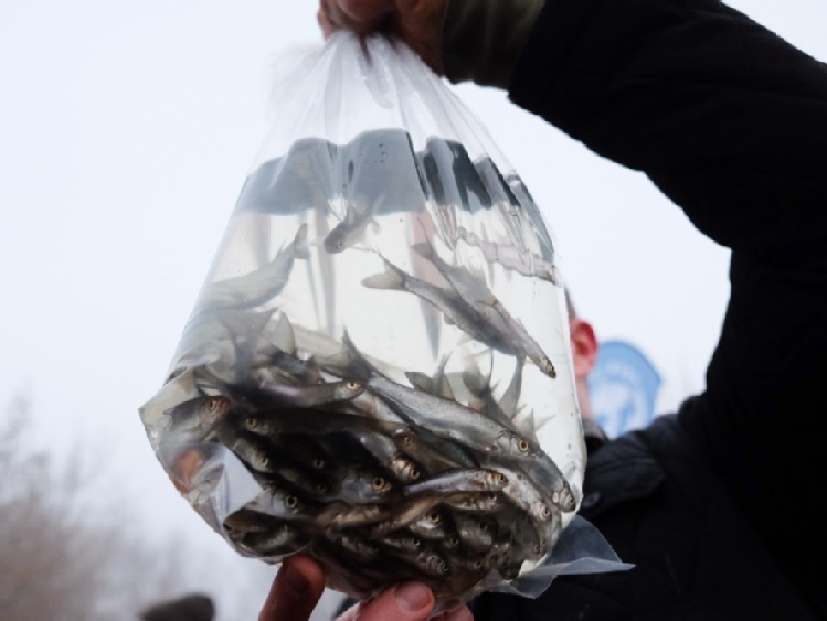 Poznań: do Warty wpuszczono milion ryb