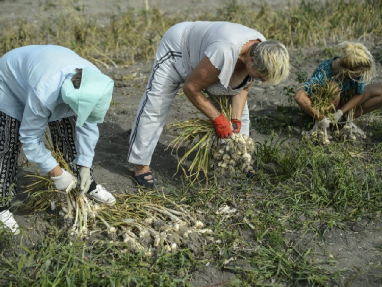 Ekspertka: Chiny dyktują ceny czosnku na świecie