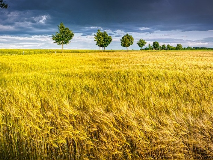 Inwestycje w gospodarstwach położonych na obszarach Natura 2000