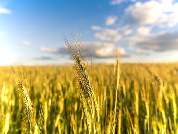 Czy niekorzystne warunki pogodowe podbiją ceny zbóż?